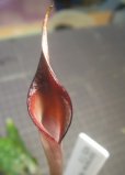 画像1: xpurpurea VARBORNOENSIS H25/7/5　ただ今増殖待ち (1)