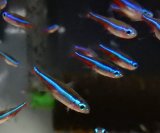 グリーンネオンテトラMLサイズワイルド20匹