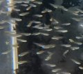 アフリカランプアイ （ブリード）5匹（再入荷）