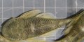 ブロンズプレコ1匹