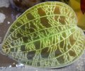 Macodes petola黒緑系子株