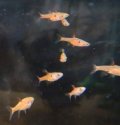 ボララス　マクラータ　1匹