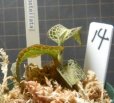 画像2: Goodyera rostellata  プラダン　14  (2)