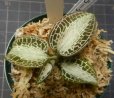 画像1: Goodyera rostellata  プラダン　10 (1)