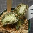 画像1: Goodyera rostellata  プラダン　14  (1)