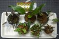 Cryptocoryne ワイルド増殖株とアルバブラウン6点セットA3