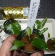 画像8: Cryptocoryne ワイルド増殖株とロザエネルビス6点セットA1