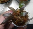 画像6: Cryptocoryne ワイルド増殖株とアルバブラウン6点セットA3