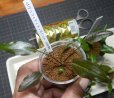 画像2: Cryptocoryne ワイルド増殖株とロザエネルビス6点セットA1