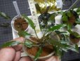 画像3: Cryptocoryne ワイルド増殖株とロザエネルビス6点セットA1