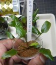 画像6: Cryptocoryne ワイルド増殖株とロザエネルビス6点セットA1