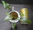 画像2: Cryptocoryne フスカ　クダガン　 (2)