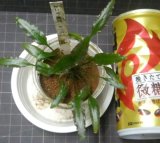 ミニマ細葉（黄色花）