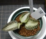 Goodyera rostellata（プラダン）3