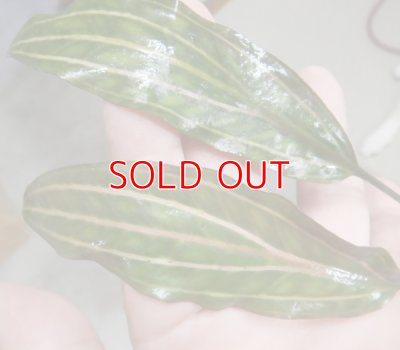 画像6: クリプトコリネロザエネルビス水中葉斑有り