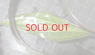 画像5: クリプトコリネロザエネルビス水中葉斑有り