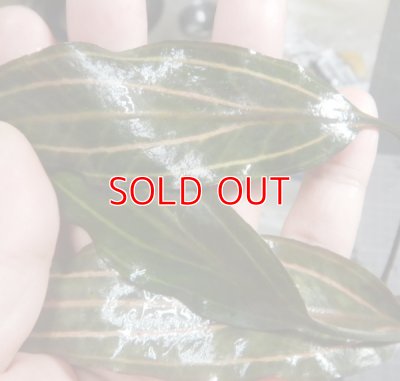 画像4: クリプトコリネロザエネルビス水中葉斑有り