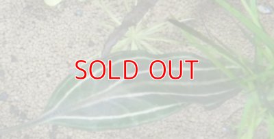 画像3: クリプトコリネロザエネルビス水中葉斑有り