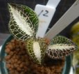 画像1: Anoectochilus lobbianus　12 (1)
