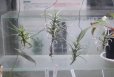 画像2: エアープランツ1株 (2)