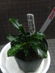 画像1: Bucephalandra sp.Sintang kayulapis Type2/LA便　委託販売 (1)