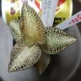 画像1: アネクトキルス ハイブリッド   ライトダークフォーム増殖株 (1)