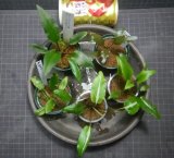 Cryptocoryne 5点セットNo23