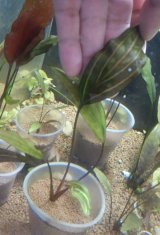 クリプトコリネロザエネルビス水中葉斑有り