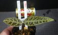 画像2: ラビシアspグローアクア　 (2)