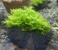 プレミアムモス溶岩石付き1個