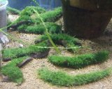 ウィローモス流木付き