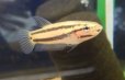 現品になります　　