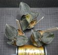画像3: アネクトキルス・シッキメンシス Made by ADA (3)