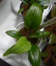 画像7: Cryptocoryne 5点セットNo29