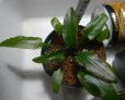 画像4: Cryptocoryne 5点セットNo29