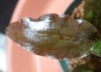 画像5: Cryptocoryne 5点セットNo29