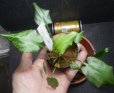 画像6: Cryptocoryne 5点セットNo30