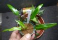 画像5: Cryptocoryne 5点セットNo30