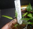 画像2: Cryptocoryne 5点セットNo30