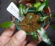 画像4: Cryptocoryne 5点セットNo30