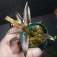 画像3: Cryptocoryne 5点セットNo30