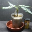画像3: タグの株ですN2　委託販売 (3)