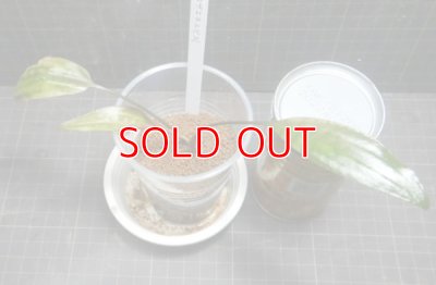 画像2: Cryptocoryne ロザエネルビス水上1株斑あり