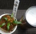ネオンロザ2015　委託販売
