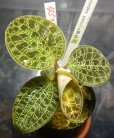 画像2: Macodes petola黒緑系 (2)