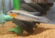 画像2: Ａｐ　エリザベサエ　“サンガブリエル”wildオスのみNo7 (2)