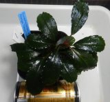 Bucephalandra sp.Nanga TamanNo1 良株おススメ（TB便）