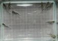 画像3: コリドラスコンコロールwild1匹（約3cm前後） (3)