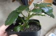 画像2: Bucephalandra sp.Nanga TamanNo1 良株おススメ（TB便） (2)