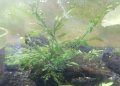 ボルビティス流木付き